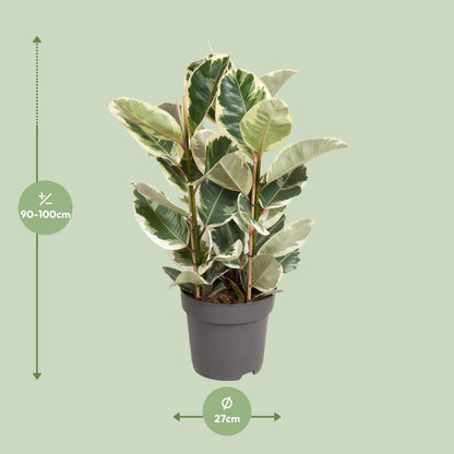 Kamerplant - Ficus Elastica Tineke - Pot Ø 27cm Hoogte ↕ 100cm