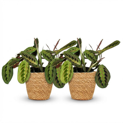 Kamerplant 2x Maranta Fascinator Tricolour - Gebedsplant - Pot Ø 12cm Hoogte ↕ 25cm