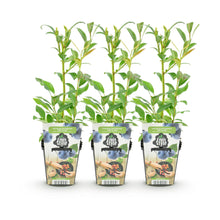 Buitenplant 3x Vaccinium corymbosum 'Northland' - Fruitplant Winterhard - Pot Ø 9cm