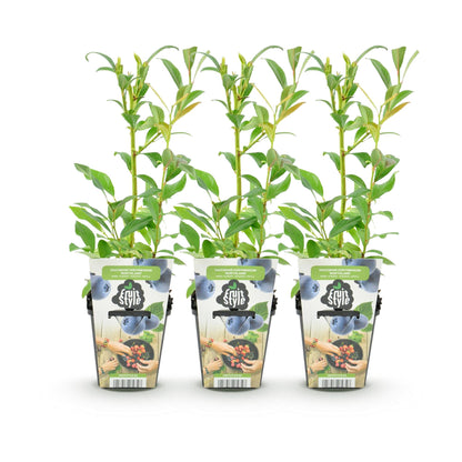 Buitenplant 3x Vaccinium corymbosum 'Northland' - Fruitplant Winterhard - Pot Ø 9cm