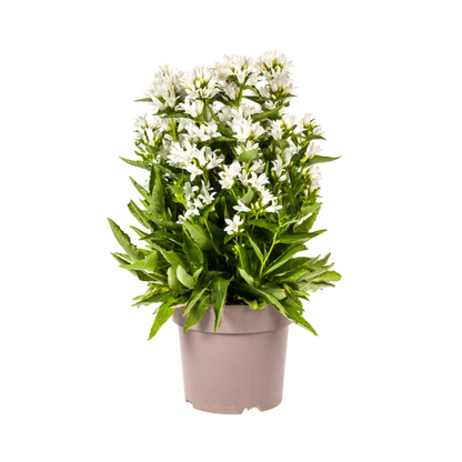Buitenplant - Campanula Glomerata Genti White - Bloeiend - Pot Ø 19cm Hoogte ↕ 30-40cm