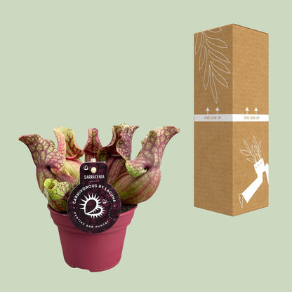 Buitenplant - Sarracenia Venosa - Pot Ø 12cm Hoogte ↕ 20cm