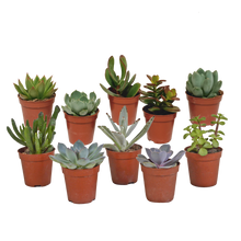 Kamerplant 10x Vetplanten Mix - Pot Ø 5.5cm