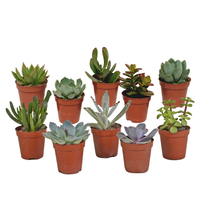 Kamerplant 10x Vetplanten Mix - Pot Ø 5.5cm