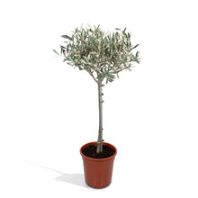 Kamerplant - Olea Europaea - Pot Ø 19cm Hoogte ↕ 90cm