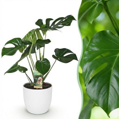 Kamerplant - Monstera Deliciosa - Pot Ø 21cm Hoogte ↕ 70-80cm