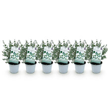 Buitenplant 6x Eucalyptus gunnii - Winterhard - Pot Ø 14cm Hoogte ↕ 30cm