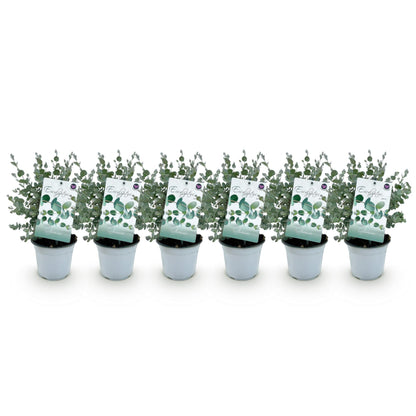 Buitenplant 6x Eucalyptus gunnii - Winterhard - Pot Ø 14cm Hoogte ↕ 30cm