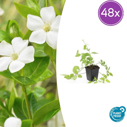Buitenplant 48x Vinca major 'Alba' - Pot Ø 9cm Hoogte ↕ 10-25cm