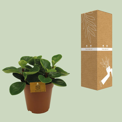 Kamerplant - Peperomia Red Canyon - Pot Ø 15cm Hoogte ↕ 25cm