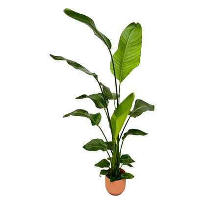 Kamerplant - Strelitzia Nicolai - Hoogte ↕ 35-250cm