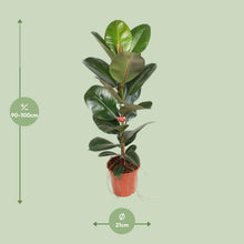 Kamerplant - Ficus Elastica Robusta - Pot Ø 21cm Hoogte ↕ 95cm