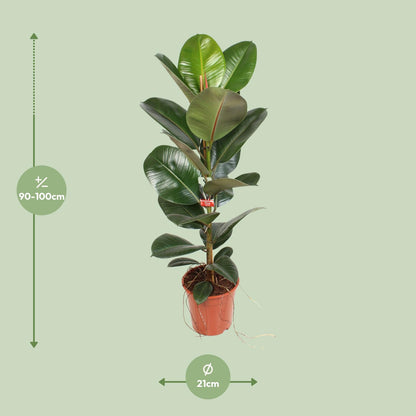 Kamerplant - Ficus Elastica Robusta - Hoogte ↕ 35-95cm