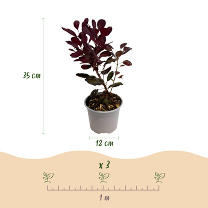 Buitenplant - Cotinus coggygria Lilla - Pot Ø 12cm Hoogte ↕ 35cm