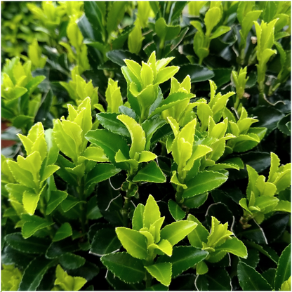 Buitenplant 6x Euonymus 'Green Spire' - Pot Ø 7cm Hoogte ↕ 15cm
