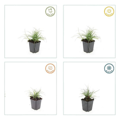 Buitenplant 24x Luzula nivea - Schaduwplant - Pot Ø 9cm Hoogte ↕ 10-25cm