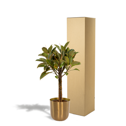 Kamerplant - Ficus elastica Melany op stam - Pot Ø 21cm Hoogte ↕ 90cm