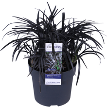 Buitenplant - Ophiopogon planiscapus Nigrescens - Pot Ø 14cm Hoogte ↕ 30cm