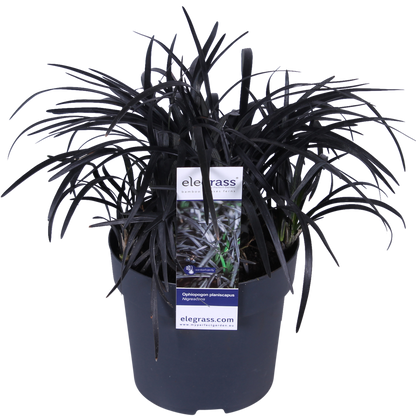 Buitenplant - Ophiopogon planiscapus Nigrescens - Pot Ø 14cm Hoogte ↕ 30cm