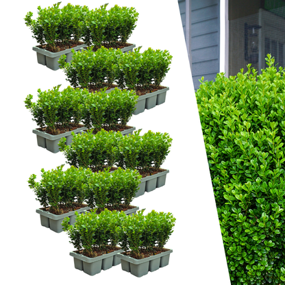Buitenplant 72x Buxus NewGen Freedom - Winterhard - Pot Ø 7cm Hoogte ↕ 15cm