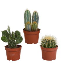 Kamerplant 3x Cactus mix - Zonder sierpot - Pot Ø 10.5cm