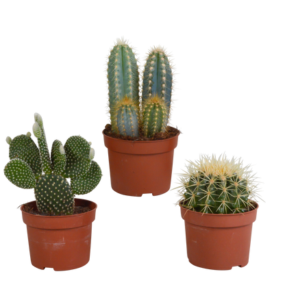 Kamerplant 3x Cactus mix - Zonder sierpot - Pot Ø 10.5cm