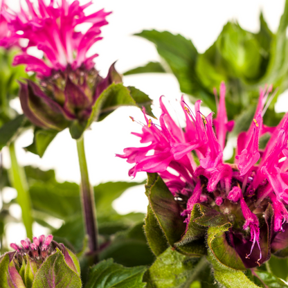 Buitenplant - Monarda Didyma Pink - Bloeiend - Pot Ø 19cm Hoogte ↕ 45-60cm