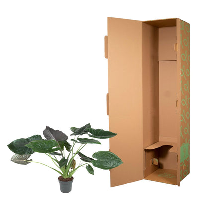 Kamerplant - Alocasia Wentii - Pot Ø 32cm Hoogte ↕ 120cm