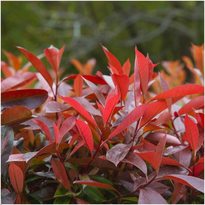 Buitenplant - Photinia fraseri 'Red Robin' - Haagplant set 6 stuks - Winterhard
