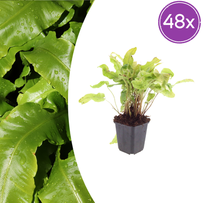 Buitenplant 48x Asplenium scolopendrium - Pot Ø 9cm Hoogte ↕ 10-25cm