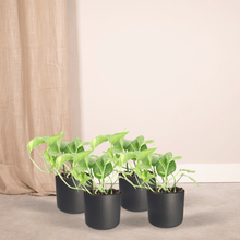 Kamerplant 4x Epipremnum Aureum (Scindapsus) - Pot Ø 12cm Hoogte ↕ 20cm