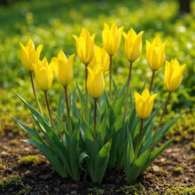 Buitenplant - Tulp Sylvestris - Bloeiend - 20 bollen Bolmaat 5/6