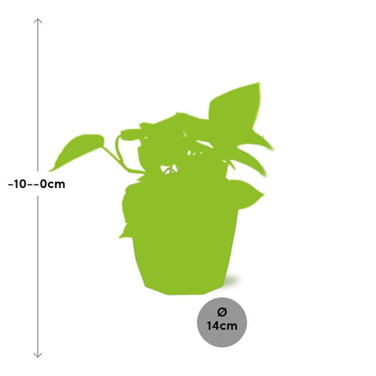 Kamerplant - Epipremnum Pinnatum 'Golden Pothos' - Hangplant - Pot Ø 14cm