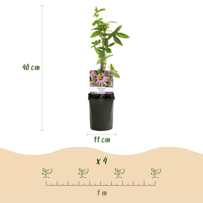 Buitenplant 2x Passiflora Anastasia - Bloeiend - Pot Ø 11cm Hoogte ↕ 40cm