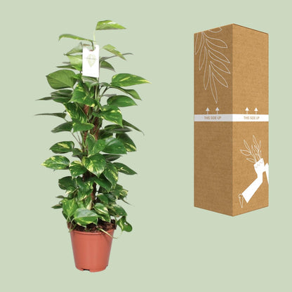 Kamerplant - Epipremnum Pinnatum op Mosstok - Pot Ø 19cm Hoogte ↕ 80cm