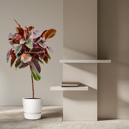 XL Kamerplant - Ficus Elastica Belize op stam - Pot Ø 24cm Hoogte ↕ 130cm