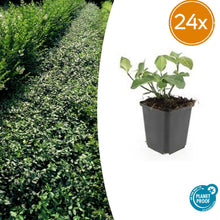 Buitenplant 24x Euonymus fort. 'Dart's Blanket' - Groenblijvend - Pot Ø 9cm Hoogte ↕ 10-25cm