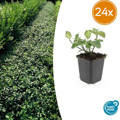 Buitenplant 24x Euonymus fort. 'Dart's Blanket' - Groenblijvend - Pot Ø 9cm Hoogte ↕ 10-25cm