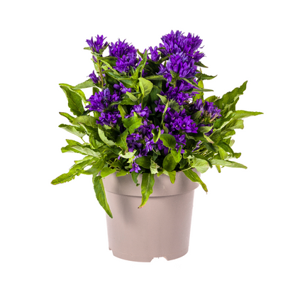 Buitenplant - Campanula Glomerata Genti Blue - Bloeiend - Pot Ø 19cm Hoogte ↕ 30-40cm