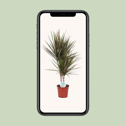 Kamerplant - Dracaena Bicolor - Pot Ø 17cm Hoogte ↕ 75cm