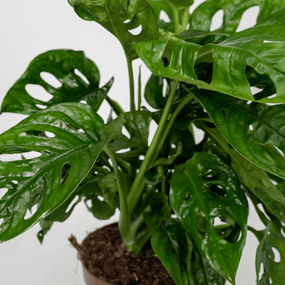 Kamerplant 2x Monstera Monkey Leaf - Gatenplant - Pot Ø 12cm Hoogte ↕ 30cm