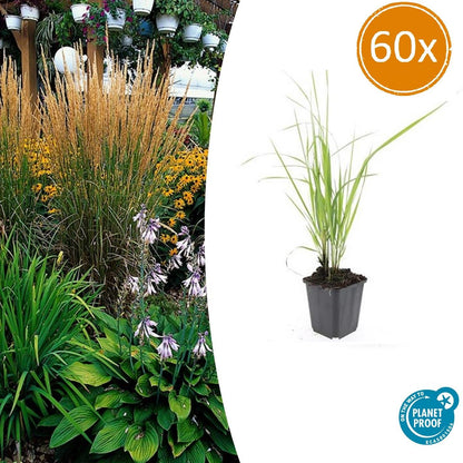 Buitenplant 60x Calamagrostis acut. 'Karl Foerster' - Pot Ø 9cm Hoogte ↕ 10-25cm