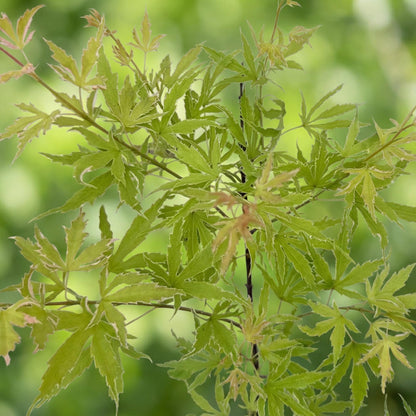 Buitenplant 2x Acer palmatum 'Methamorphosa' - Japanse Esdoorn - Pot Ø 19cm Hoogte ↕ 70cm