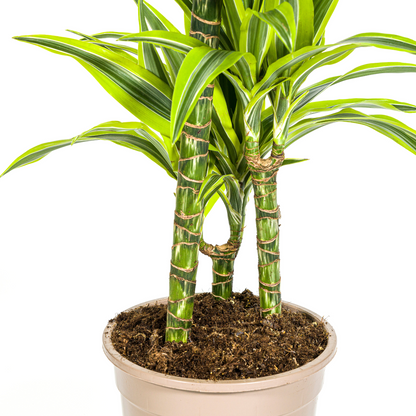 Kamerplant - Dracaena Deremensis Lemon Lime - Pot Ø 21cm Hoogte ↕ 90-110cm