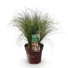 Buitenplant - Carex comans 'Frosted Curls' - Winterhard - Pot Ø 17cm Hoogte ↕ 50cm
