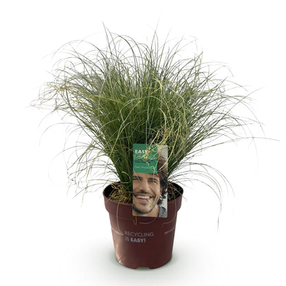 Buitenplant - Carex comans 'Frosted Curls' - Winterhard - Pot Ø 17cm Hoogte ↕ 50cm