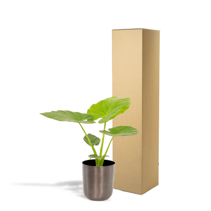 Kamerplant - Alocasia Macrorrhiza - Inclusief sierpot - Pot Ø 19cm Hoogte ↕ 70cm
