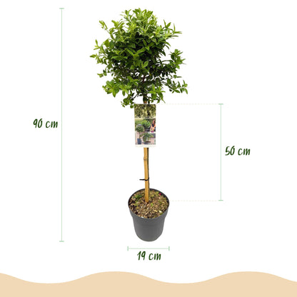 Buitenplant - Euonymus fortunei 'Harlequin' op stam - Winterhard - Pot Ø 19cm Hoogte ↕ 90cm