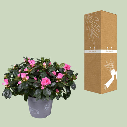 Buitenplant - Azalea Rose Vogel - Bloeiend - Pot Ø 14cm Hoogte ↕ 30cm