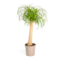 Kamerplant - Beaucarnea Recurvata - Op stam - Pot Ø 24cm Hoogte ↕ 80-100cm